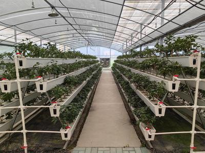 助农惠农|江苏行业首单水培盆景植物保险落地中国人寿财险江苏省分公司