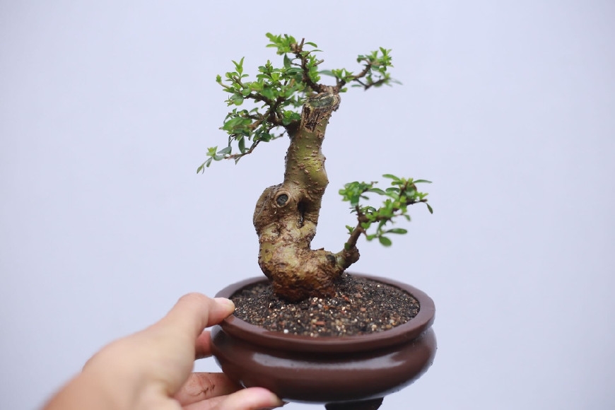 当然,现在玩盆景都喜欢做提根盆景和八方根盆景,上图这盆白蜡微型盆栽