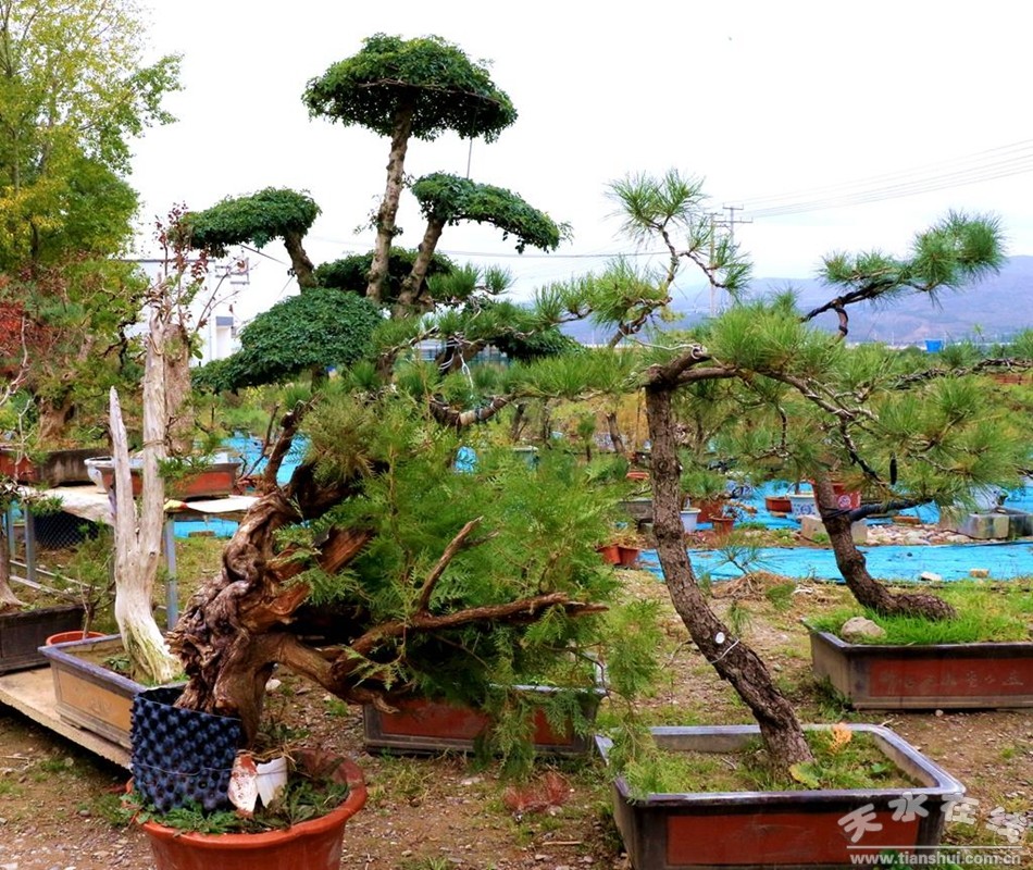 &ldquo;小盆景&rdquo;为群众美好生活种出了好光景(图)