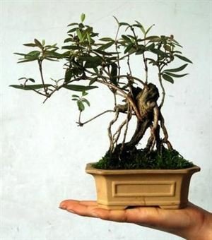 树桩盆景的养护和管理