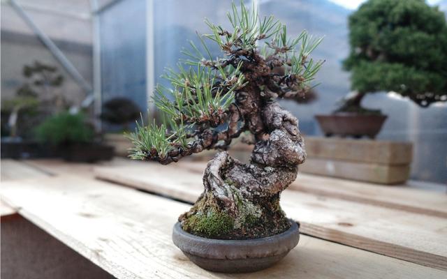 "家有造型黑松,一生不受穷"!黑松盆景很值钱,怎么种植更好?