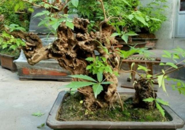 秋天挖黄荆做盆景,栽植要注意这几个细节,才能提高成活率