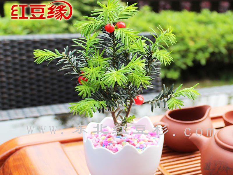 东北红豆杉保定培育基地 匠心盆景，绿意盎然的生活艺术