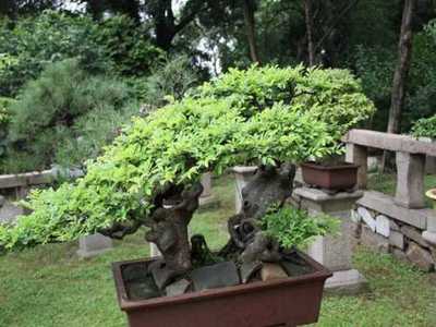 花卉盆栽种植技术 边坡绿化苗木