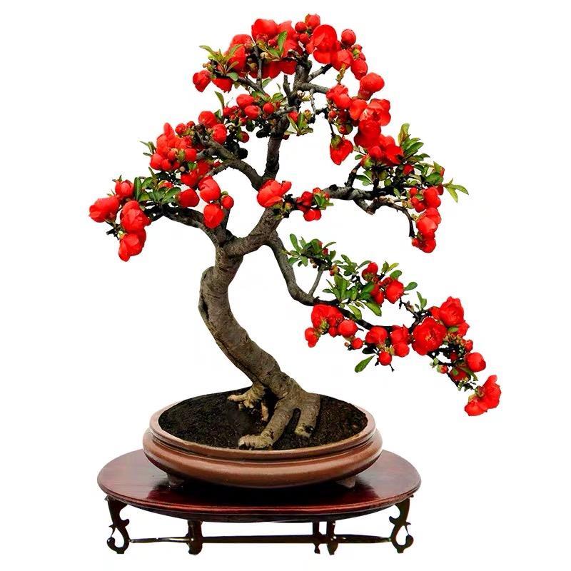 云南酸木瓜树苗皱皮木瓜海棠盆栽海棠老树桩盆景庭院种植木瓜苗