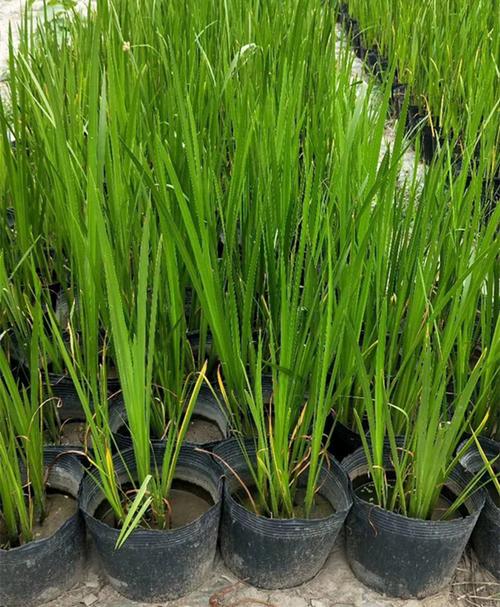 菖蒲_水菖蒲_臭蒲_图片_价格-浮岛水生植物种植基地