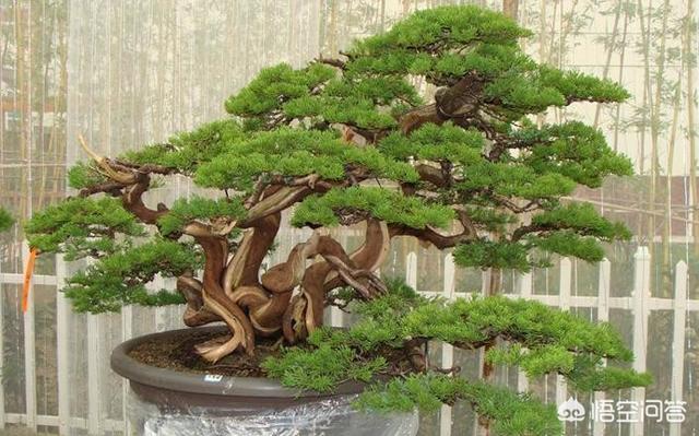 想种植植盆景哪种比较好