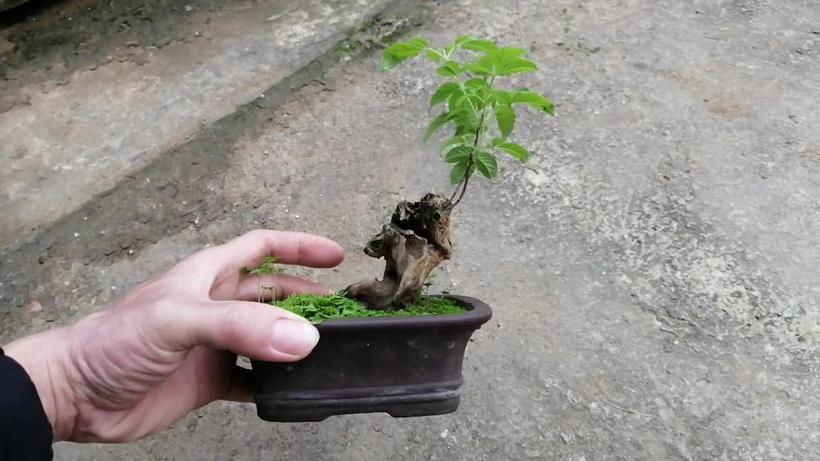 盆景素材种植