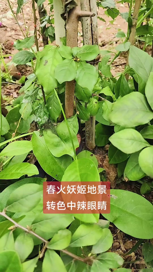 老鸦柿妖姬地景桩#自家种植 #果实累累 #种植基地 #盆景 #园艺生活
