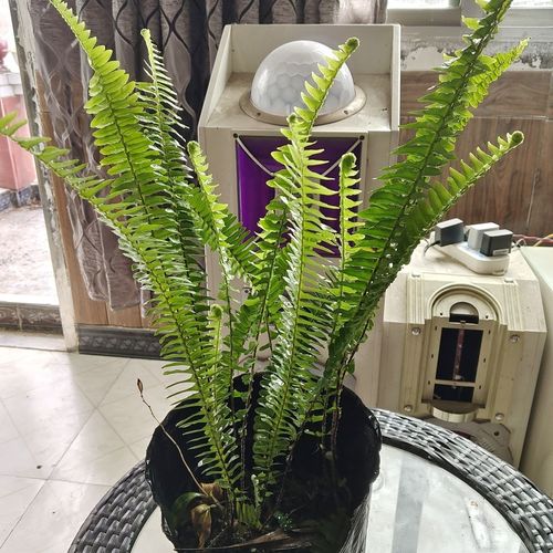 贵州石黄皮苗,蜈蚣苗,肾蕨苗盆栽种植净化空气