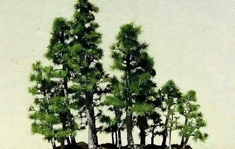 盆景夏季养护管理