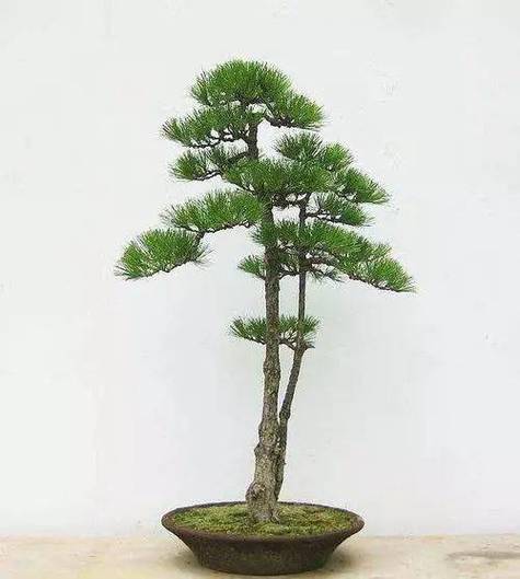 亲自动手制作庄重安稳的直干式盆景,你需要知道这些小秘笈!