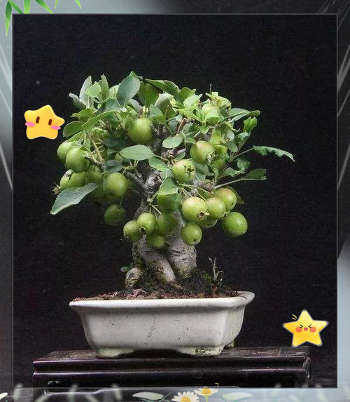发现苹果盆景的魅力与完美栽培技术