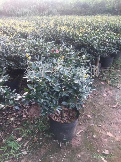 供应茶梅 苗圃有自己种植一米分支精品盆栽六角大红茶花,茶梅,国