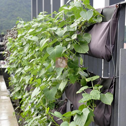 【供应花园种植,阳台绿化,家庭式种植袋】价格,厂家,图片,花盆,盆景盆