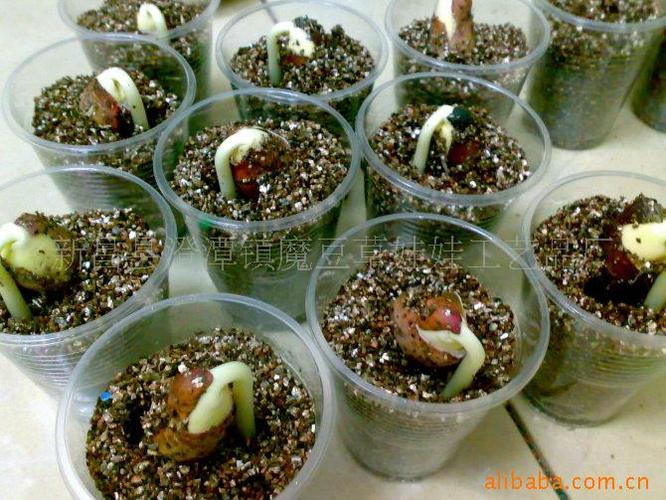 花卉微型盆景 diy种植 园艺盆栽 创意办公室礼品植物义乌地摊产品