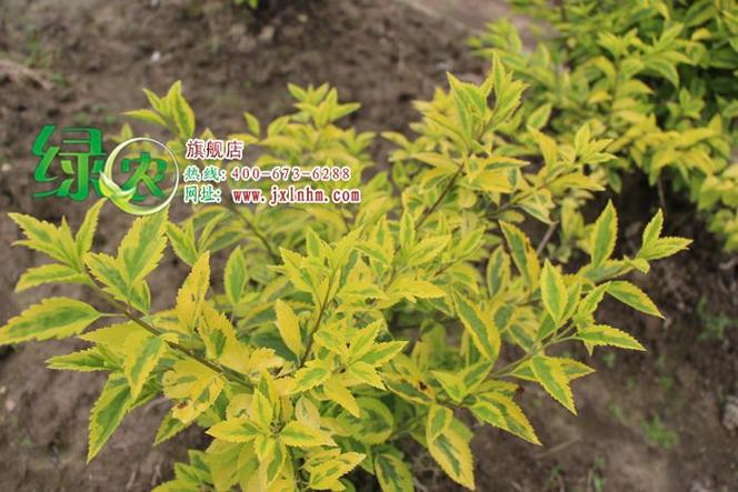 彩色绿化苗木 庭院种植 盆景种植 苗木包成活】批发