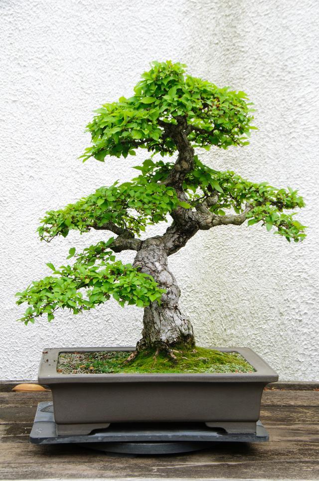史上最全面的榆树盆景种植养殖方法和注意事项